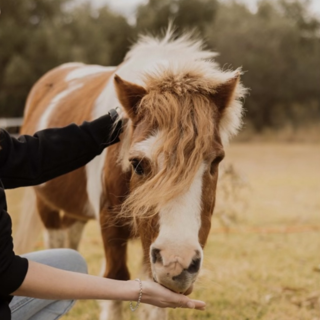 A person gently touching the forehead of a brown horse
