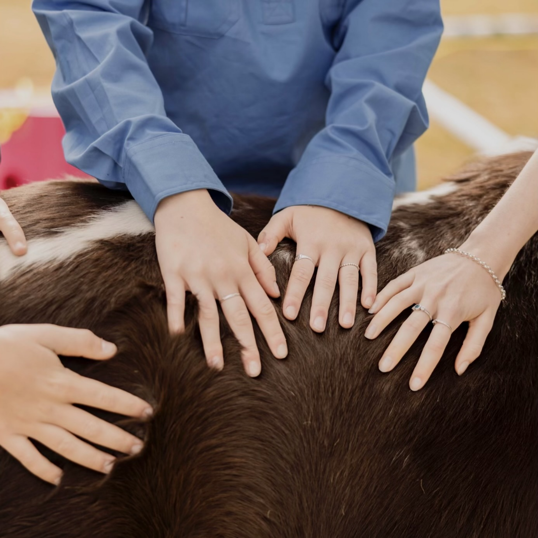 Several people, wearing rings and bracelets, placing their hands on the back of a horse