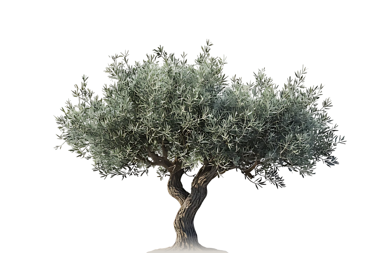 Olive tree